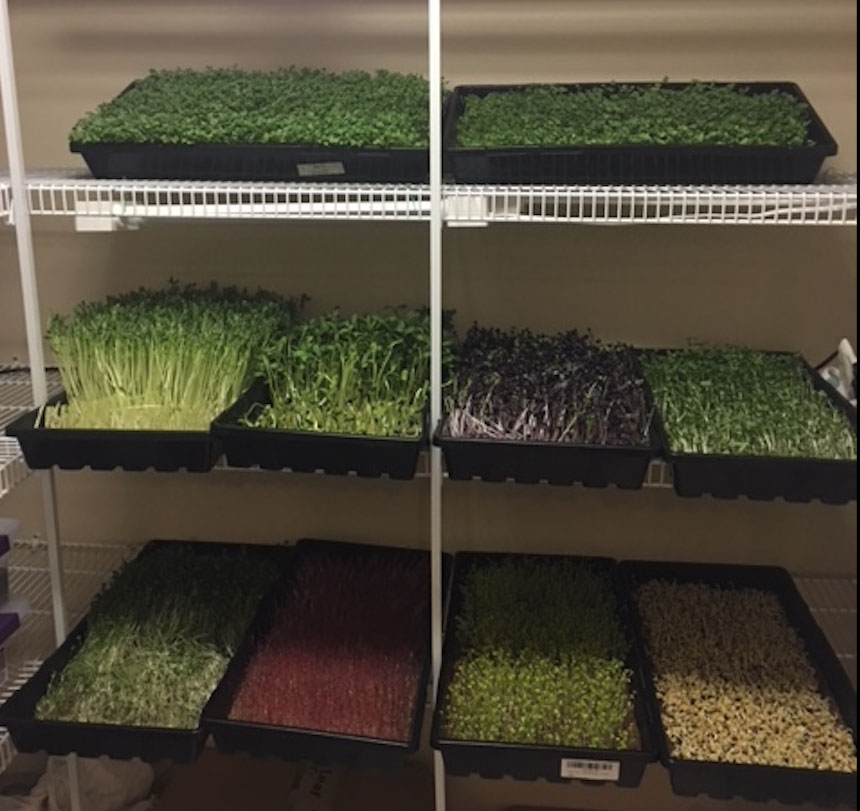 Superfood Wellness Wagon’s a Addition to Food Delivery Food