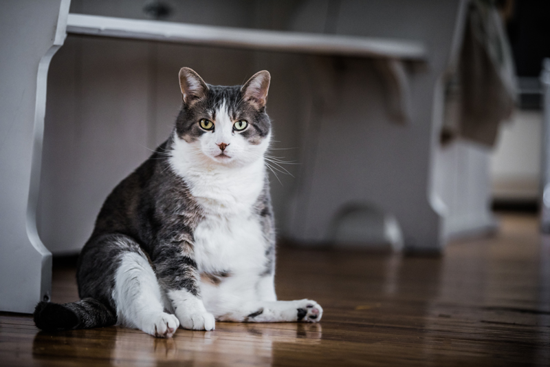 A Obese Cat Sits on the Floor